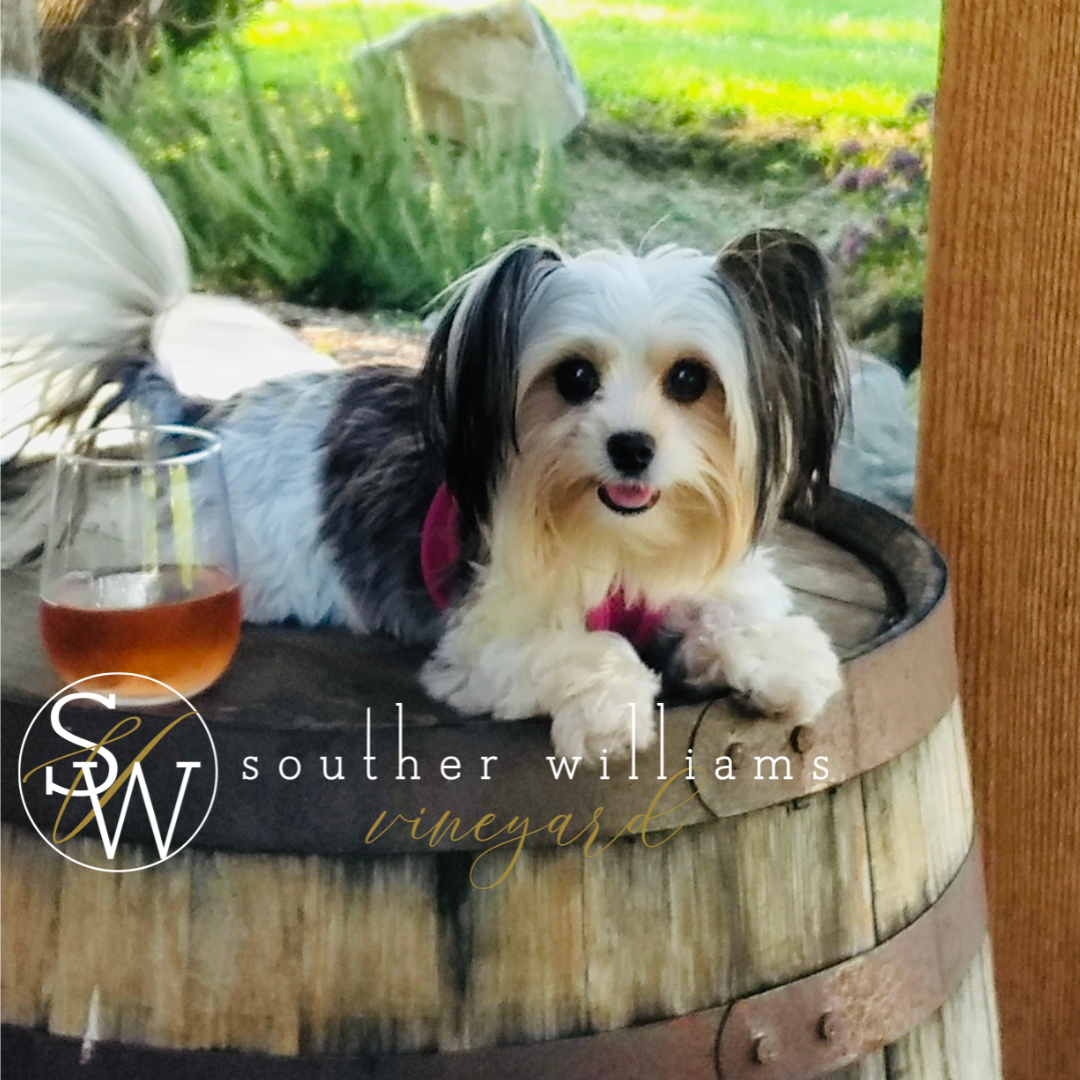 Dogs, Humane Society, Rosé, Fundraiser, winery